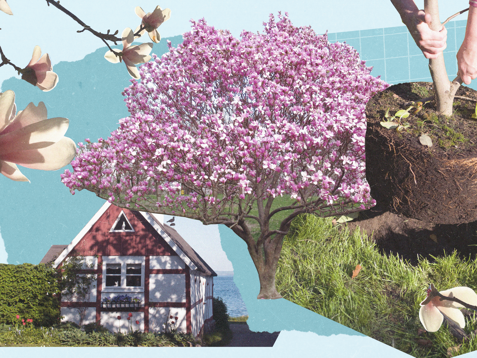 Magnolia Tree: Everything You Need to Know About Planting One in Your Backyard